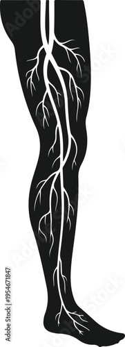 Human leg silhouette displaying vascular system with detailed veins and arteries representing medical health or anatomical study image