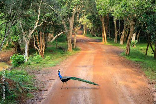 Quadro su tela pavone lungo la strada nel parco nationale di Wilpattu in sri lanka