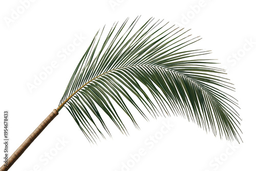 Palm frond element presenting tropical nature, green foliage and botanical design on transparent background