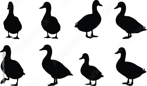Black duck silhouette set with mallard and waterfowl icons in various walking and standing poses for nature and wildlife design