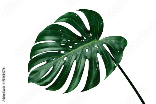 Monstera leaf with natural holes and dark green color, tropical foliage isolated for design elements