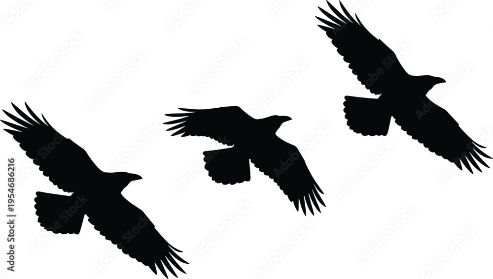 Fototapeta premium Black silhouette vector illustration showing large birds in flight with wings spread wide in dynamic motion and graceful posture