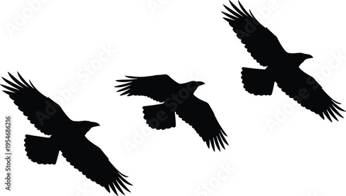 Black silhouette vector illustration showing large birds in flight with wings spread wide in dynamic motion and graceful posture