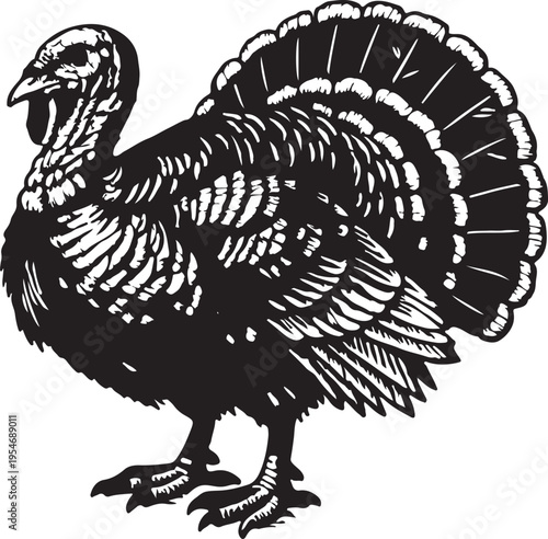 Black and White Turkey Silhouette Standing Proudly with Tail Feathers Fanned Out Stock Illustration