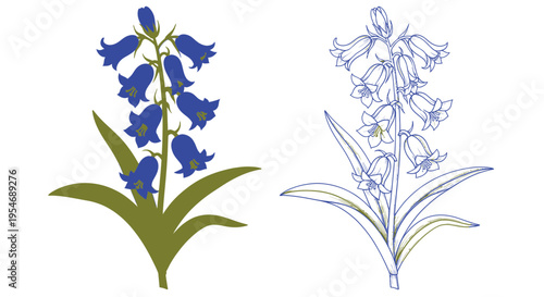 Bluebell Flower Illustration: Vibrant Color and Delicate Outline