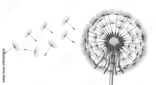 Dandelion seeds flying in the wind, close-up, black and white illustration