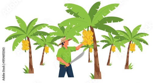 Farmer Harvesting Bananas in a Plantation with Machete