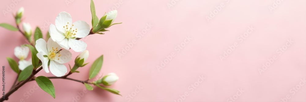 Obraz premium Delicate white blossoms, green leaves, pale pink backdrop Simple spring arrangement , pure, minimalist design, pink background