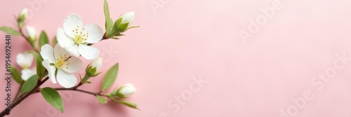 Delicate white blossoms, green leaves, pale pink backdrop Simple spring arrangement , pure, minimalist design, pink background