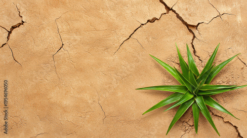 Vibrant green plant grows on cracked dry soil, symbolizing resilience and life in harsh conditions