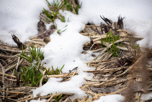 Konstfotografi The first shoots of spring break through the soil among last year's leaves and remnants of snow