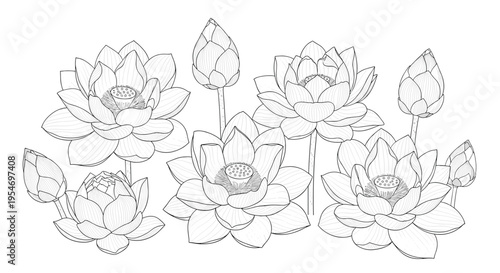 Detailed black and white line art drawing of several blooming lotus flowers and closed buds for coloring book or decoration.