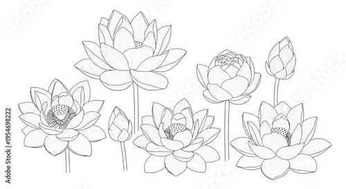 Set of black and white line art sketches showing various stages of lotus flower blooms and buds for botanical illustration.