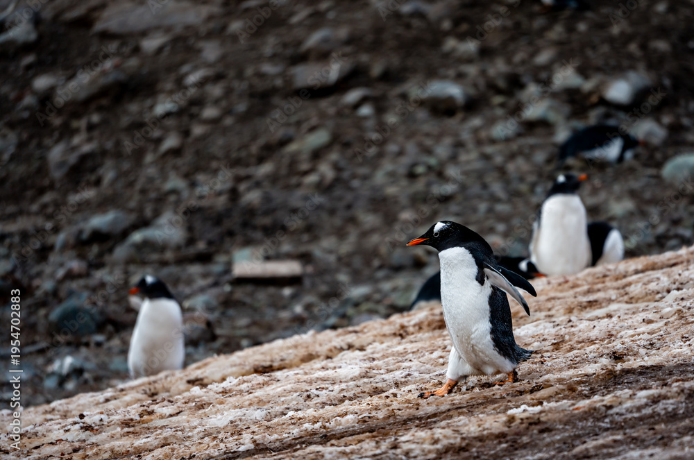 Fototapeta premium Gentoo Penguins and thier chicks at Mikkelsen D’Hainaut Island,