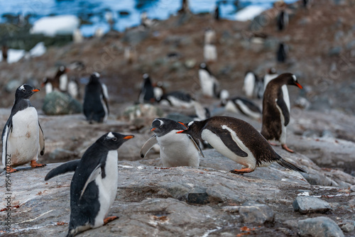 Bild auf Leinwand Gentoo Penguins and thier chicks at Mikkelsen D’Hainaut Island,