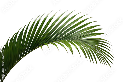 Green palm tree frond isolating on transparent background, symbolizing tropical nature and summer vacation