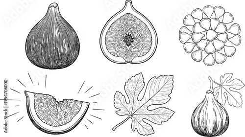 Black-and-white fig fruit, leaf, seeds, and slice illustration, detailed botanical vector artwork for food, nutrition, and educational themes