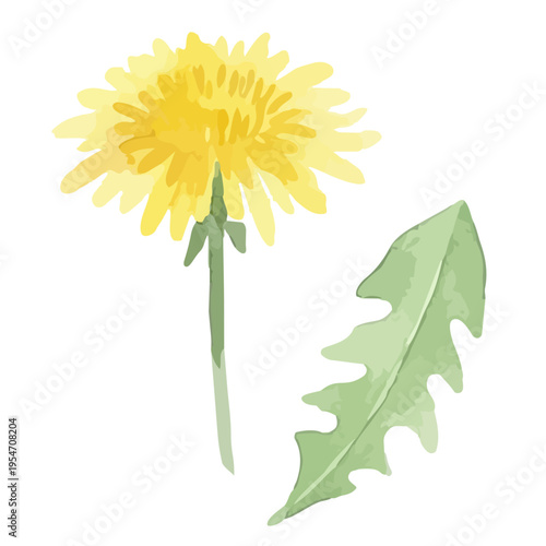 Watercolor-style lovely dandelion flowers and fluff, spring botanical illustration, yellow and white　水彩　たんぽぽ