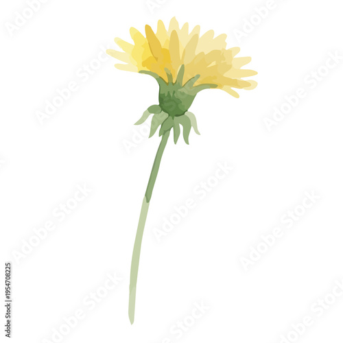 Watercolor-style lovely dandelion flowers and fluff, spring botanical illustration, yellow and white　水彩　たんぽぽ