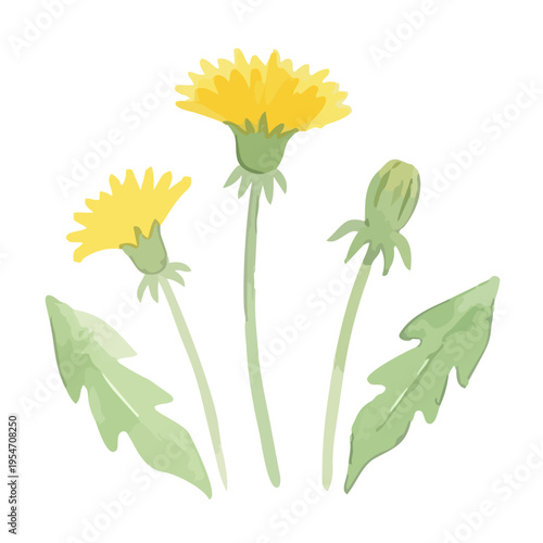 Watercolor-style lovely dandelion flowers and fluff, spring botanical illustration, yellow and white　水彩　たんぽぽ