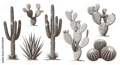 Desert Cactus Collection: Saguaro, Prickly Pear, Barrel, Agave - Vintage Sketch Style