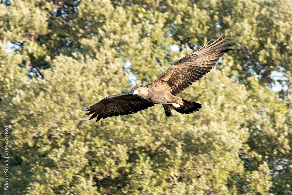 Obraz premium Golden Eagle Flying in its territory on a Mediterranean mountain with the first light of a winter day