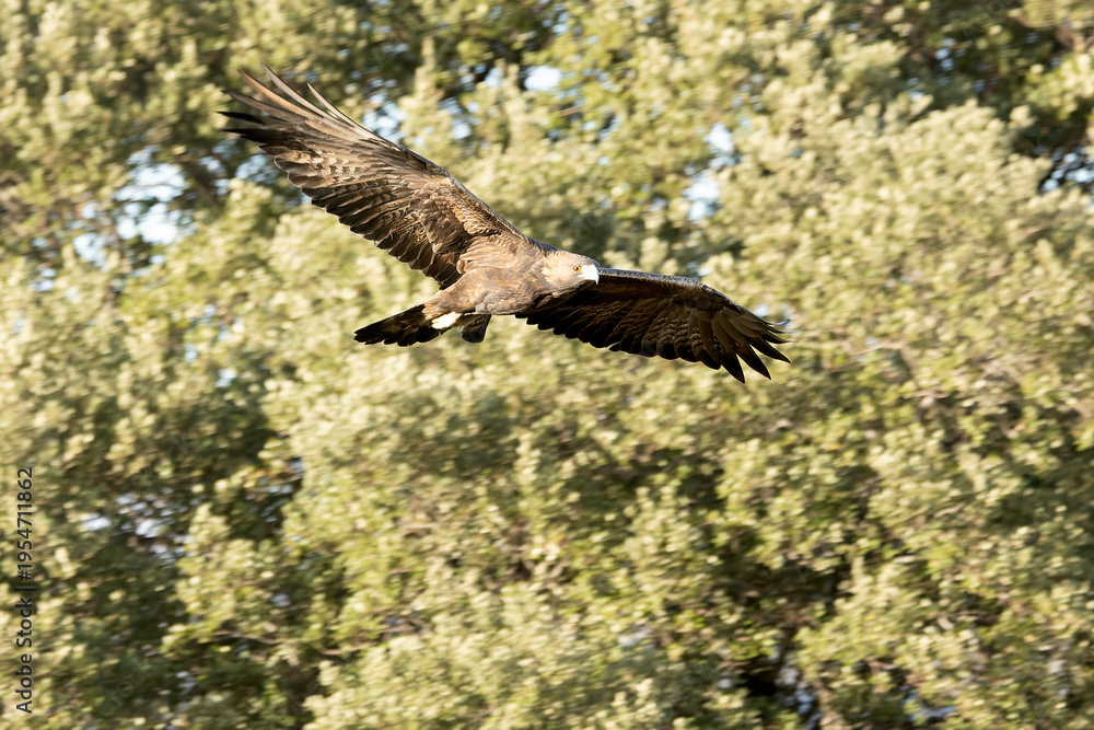 Obraz premium Golden Eagle Flying in its territory on a Mediterranean mountain with the first light of a winter day