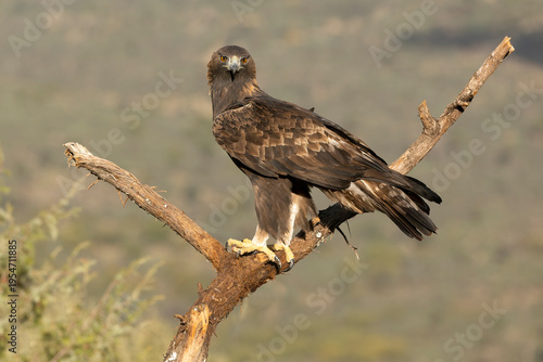 Tableau sur toile Golden eagle on one of its favorite perches within its territory in the first li