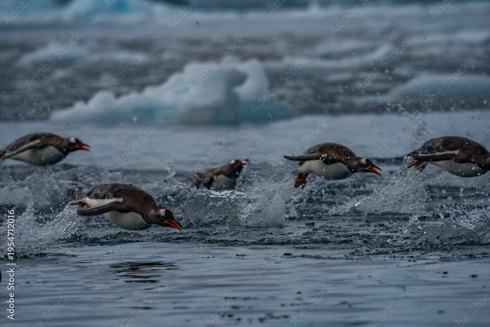 Obraz premium highlights from an antarctic cruise 