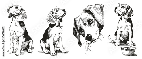 Beagle dog breed crayon drawn sketch style. Collection shows sitting puppy portraits and attentive pose near bowl. Illustration for veterinary clinic branding or pet themed packaging.