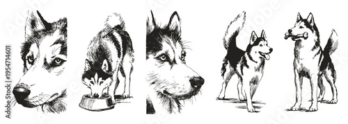 Siberian Husky crayon drawn style expressive poses. Includes muzzle closeup, walking, bone holding, feeding scenes. Illustrations for packaging and educational posters.