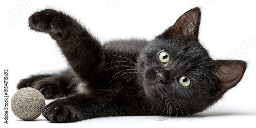 Playful black cat lying on white background reaching for toy ball with curious eyes