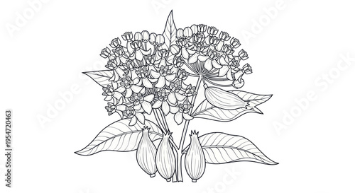 Hydrangea Flower Plant Botanical Illustration Line Art