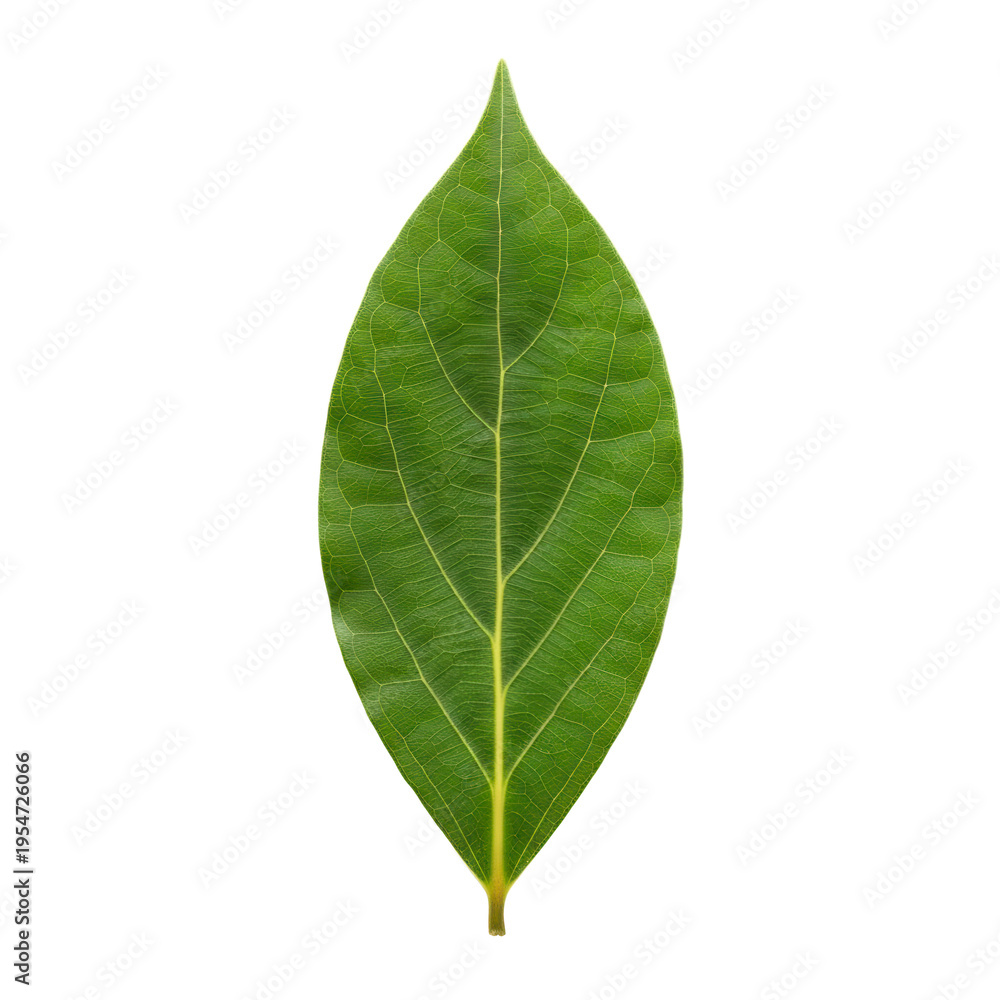 Obraz premium A single green leaf on transparent background