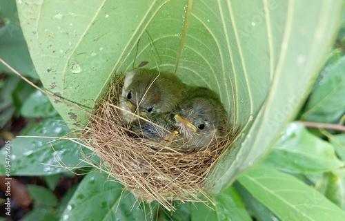 Tailorbird Nest with three tiny chicks nestled together. The Tailorbirds (Common Tailorbird, Orthotomus sutorius) expertise in weaving such intricately designed nests for its chicks is commendable