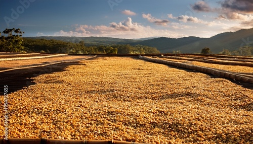 Fresh Coffee Beans Undergoing Honey Drying On A Plantation Committed To Sustainable Practices
