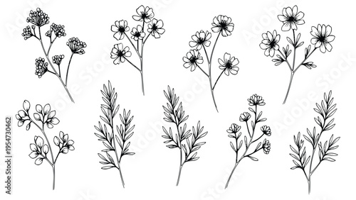 Beautiful set of hand drawn flowers and leaves illustrations