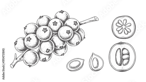 Hand drawn cluster of berries and cross sections of fruit berry branch stem