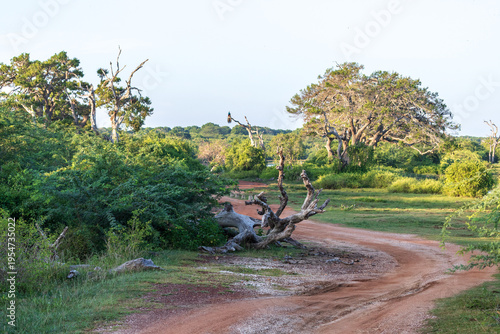 Obraz na plátně Panorama in the Bundala national Park in Sri Lanka
