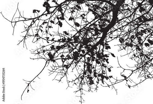 Natural oak branch silhouette vector, detailed tree twig with leaves scalable graphic