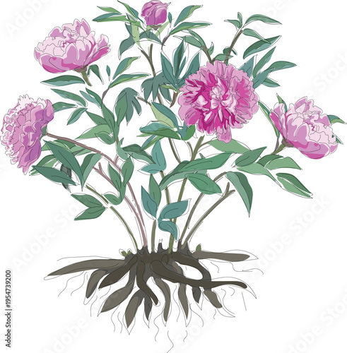 A peony bush with pink flowers, green leaves and roots isolated on white background