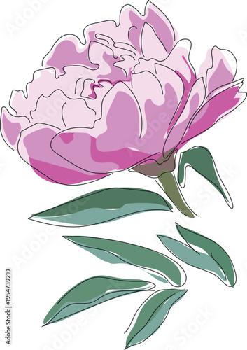 Pink peony flower with green leaf isolated on white background
