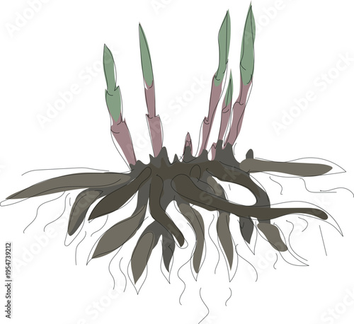 Sketch of a peony rhizome with sprouts isolated on white background	