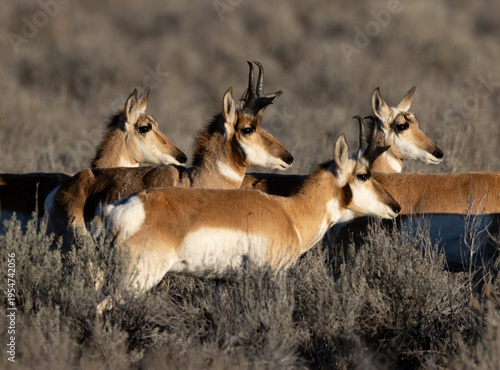 pronghorn, antelope
