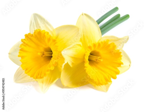 Close-up studio shot of two vibrant yellow daffodils, showing their detailed petals, trumpet-shaped center, and green stems against white backdrop