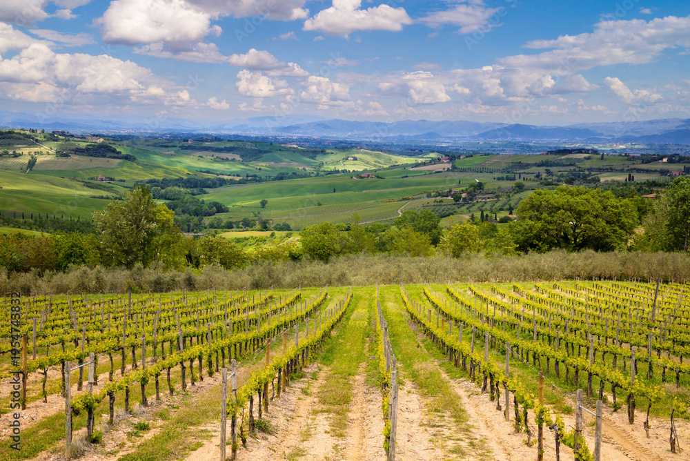Obraz premium A plantation of grapevines, beautiful Tuscany landscape, mountain valey with blue sky, Italy, Europe