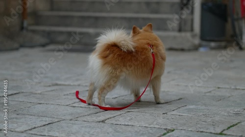 A dog searching for its owner on the street.