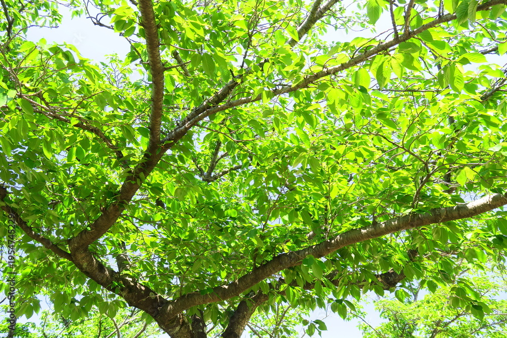 Fototapeta premium 朝日に映える公園の桜の若葉 