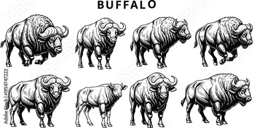 Vintage woodcut style buffalo vector collection flavector featuring detailed engraving illustrations of wild african bison and bulls for rustic design
