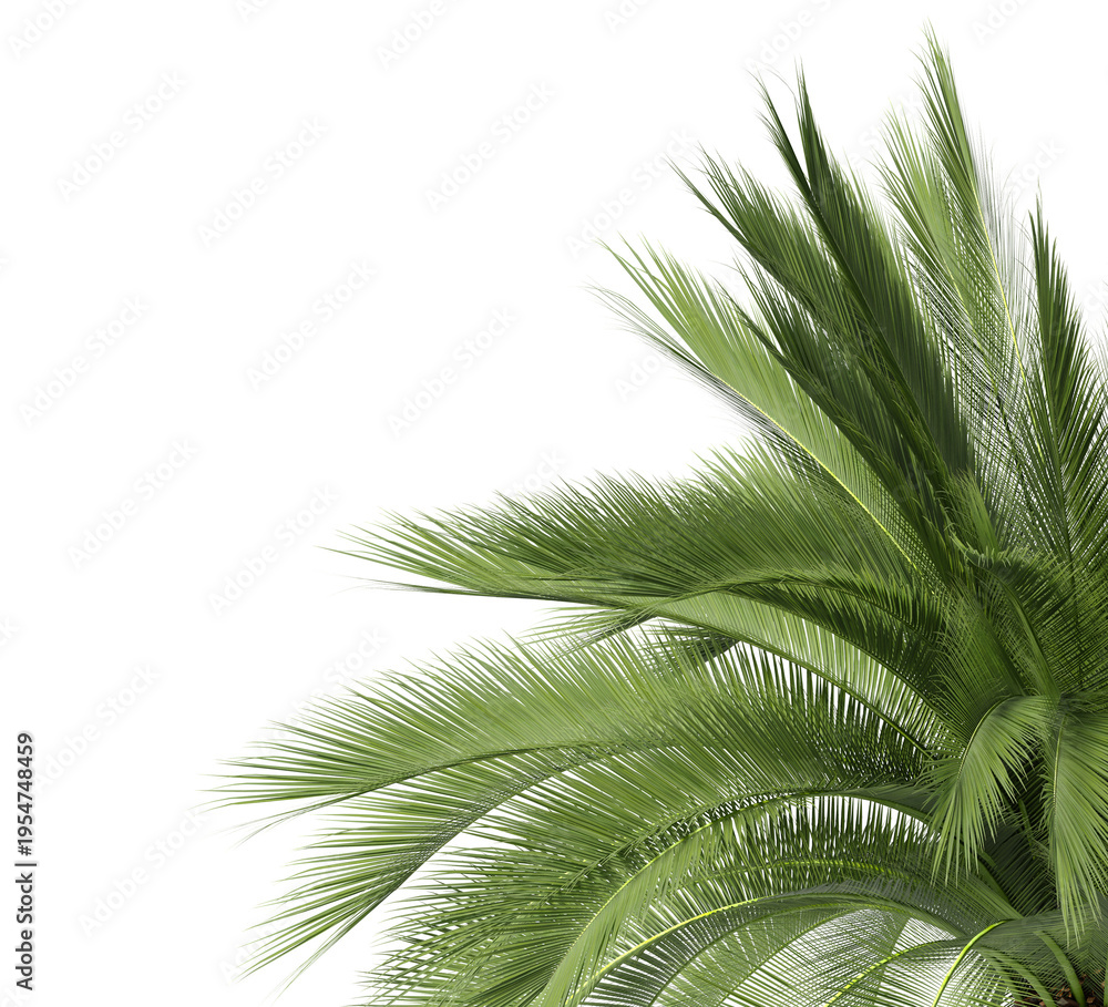 Fototapeta premium Palm leaf isolated on transparent background. Palm frond isolated on transparent background. Cutout Palm leaves isolated on white background. Tropical leaves PNG. Palm leaf PNG. Palm leaves PNG.